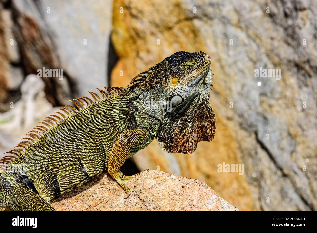 Iguane che si riscaldano al sole su rocce vulcaniche. Foto Stock