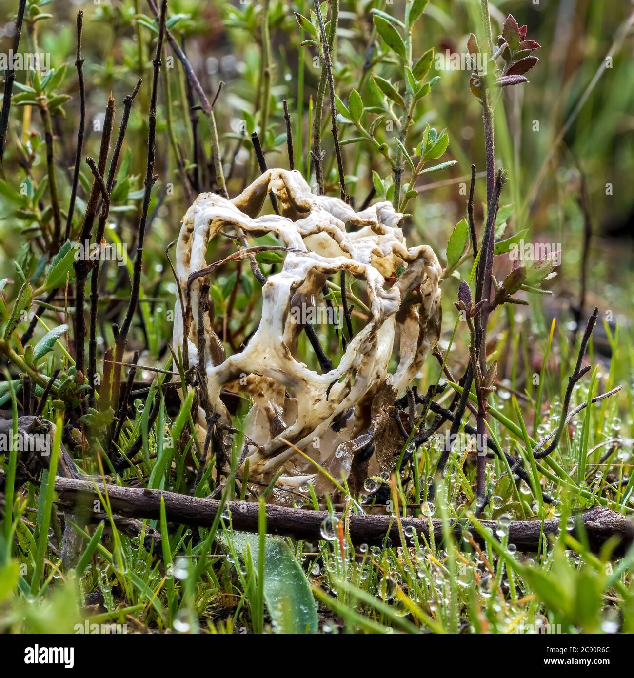 Il Fungo del cestello liscio (Ileodictyon gracile) ha una forma piuttosto simile a una sfera rotonda o ovale con rami intrecciati o a reticolo Foto Stock