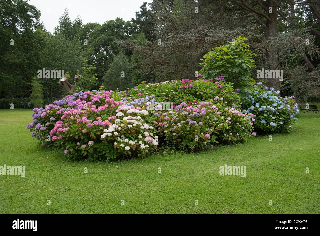 Estate fioritura colorata Mop Head Hydrangea Shrub in un Woodland Garden sull'isola di Anglesey in Galles, Regno Unito Foto Stock