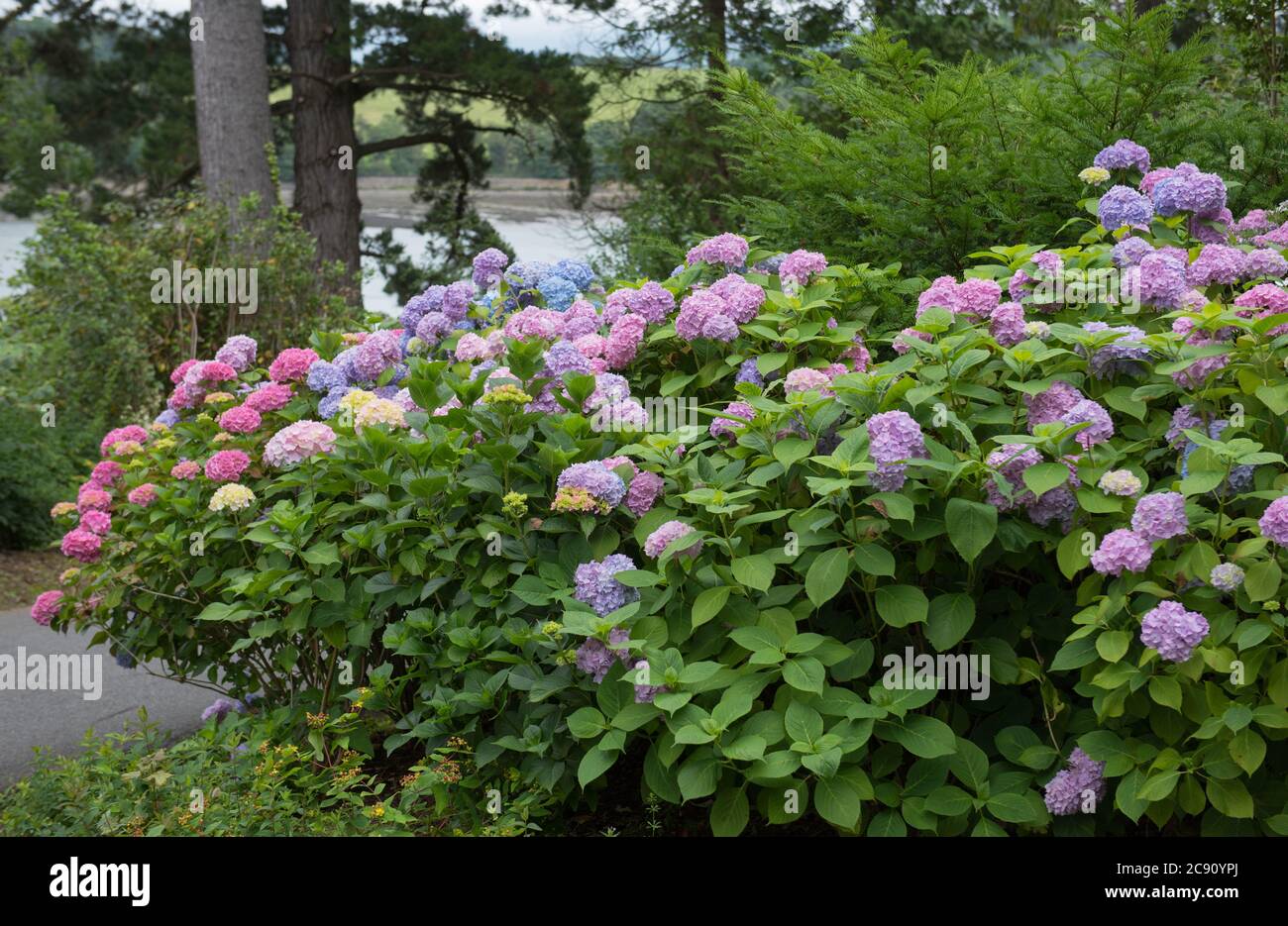 Estate fioritura colorata Mop Head Hydrangea Shrub in un Woodland Garden sull'isola di Anglesey in Galles, Regno Unito Foto Stock