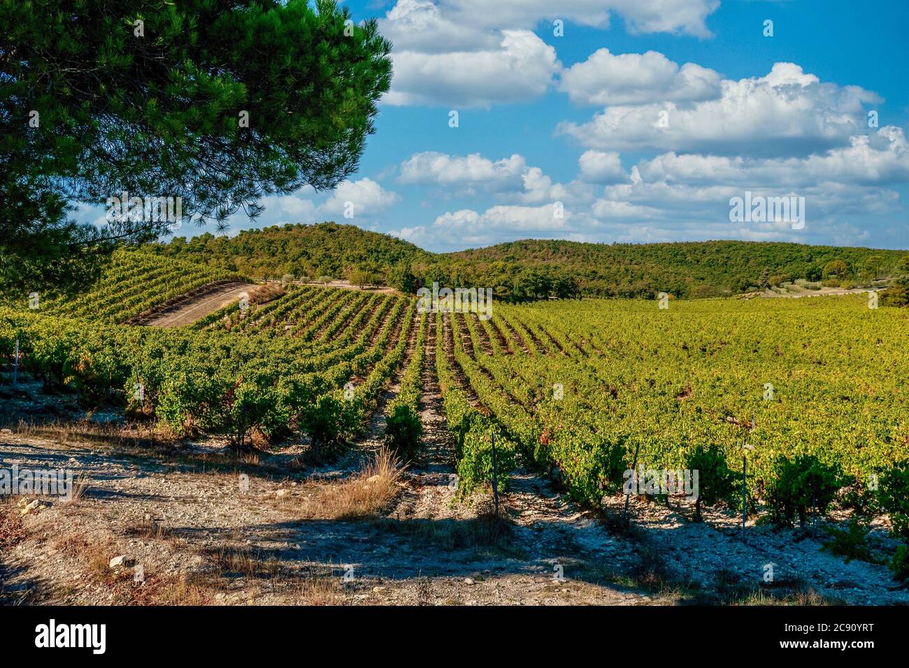 Una vista grandangolare di verdi e tranquilli vigneti coltivati nelle ondulate colline vicino a Gigondas, Provenza, Francia. Foto Stock