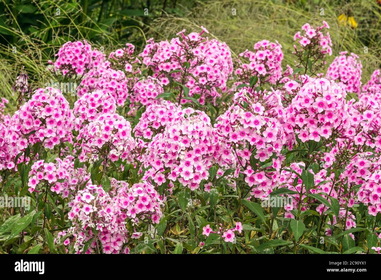 Gruppo Phlox 'Miss Pepper' in giardino perenne e facile, che aumenta di dimensioni ogni anno Foto Stock