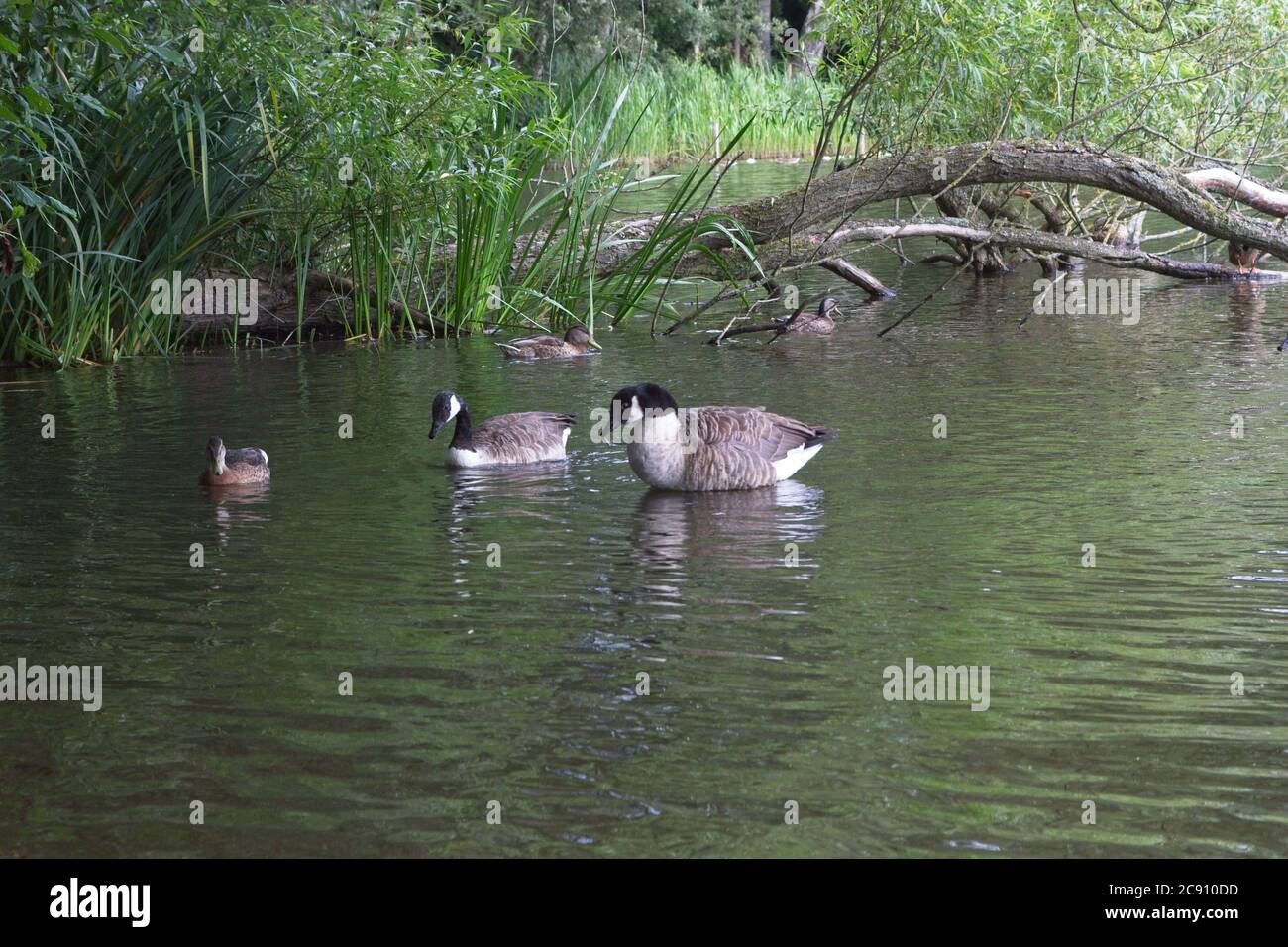 Un ramo di albero sovrasta il lago in Allegree Park vicino Derby, East Midlands con uccelli acquatici selvatici del Canada Geese e Mallards Foto Stock