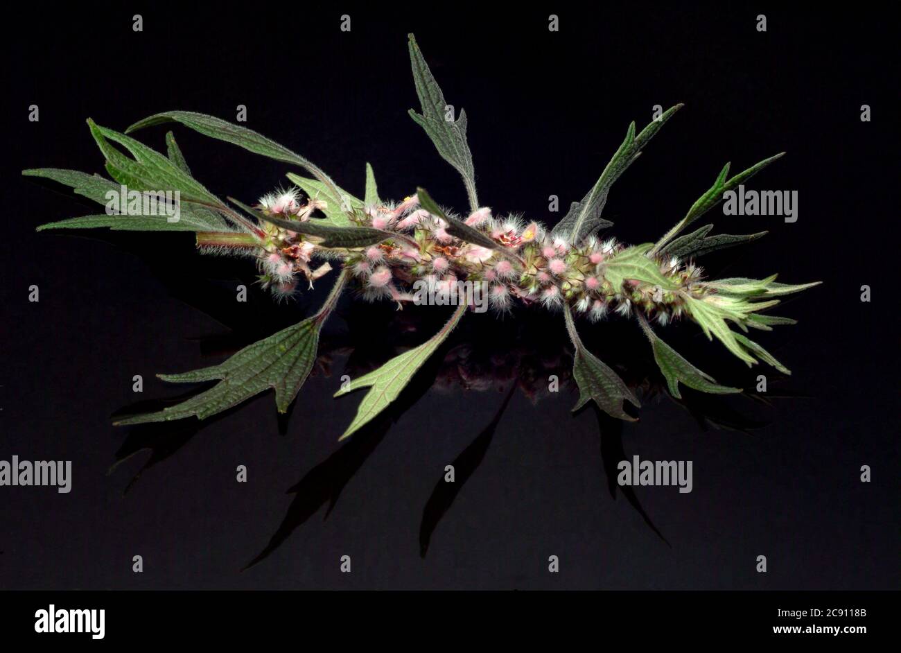 Motherwort, Leonurus cardiaca, coda dei leoni o cuore che clampano l'erba. Gli estratti di farmaci sono utilizzati per disturbi cardiaci nervosi e per il trattamento dell'ipertria Foto Stock