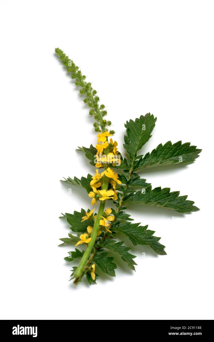 Agrimonia comune, Agrimonia eupatoria, anche arabile erba o Agrimonia. Come farmaco raccolto durante la fioritura e secco rung Agrimoniae erba servire. È ora Foto Stock