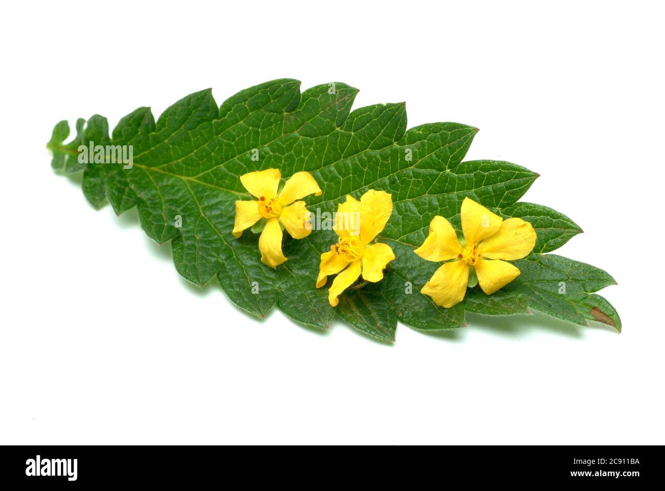 Agrimonia comune, Agrimonia eupatoria, anche arabile erba o Agrimonia. Come farmaco raccolto durante la fioritura e secco rung Agrimoniae erba servire. È ora Foto Stock