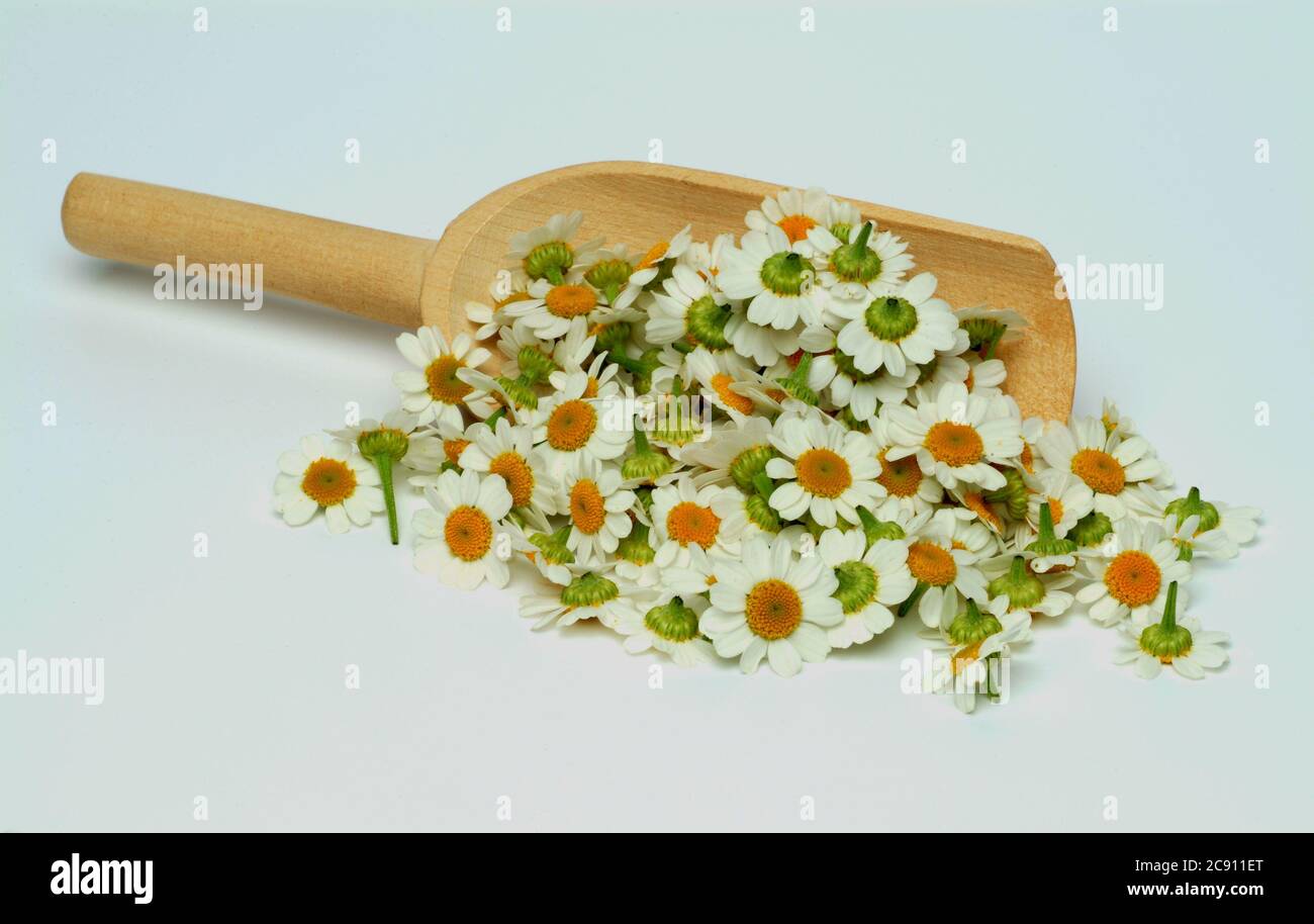 Feverfew, Tanacetum parthenium, SYN .: Crisantemo parthenium. Altri nomi comuni sono camomilla falso, camomilla ornamentale e feverfew. Feverfew h Foto Stock