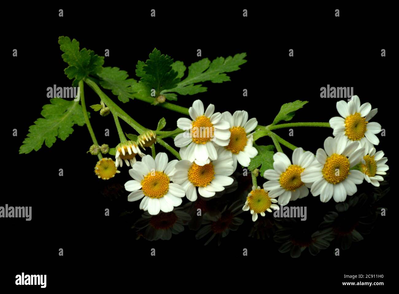 Feverfew, Tanacetum parthenium, SYN .: Crisantemo parthenium. Altri nomi comuni sono camomilla falso, camomilla ornamentale e feverfew. Feverfew h Foto Stock