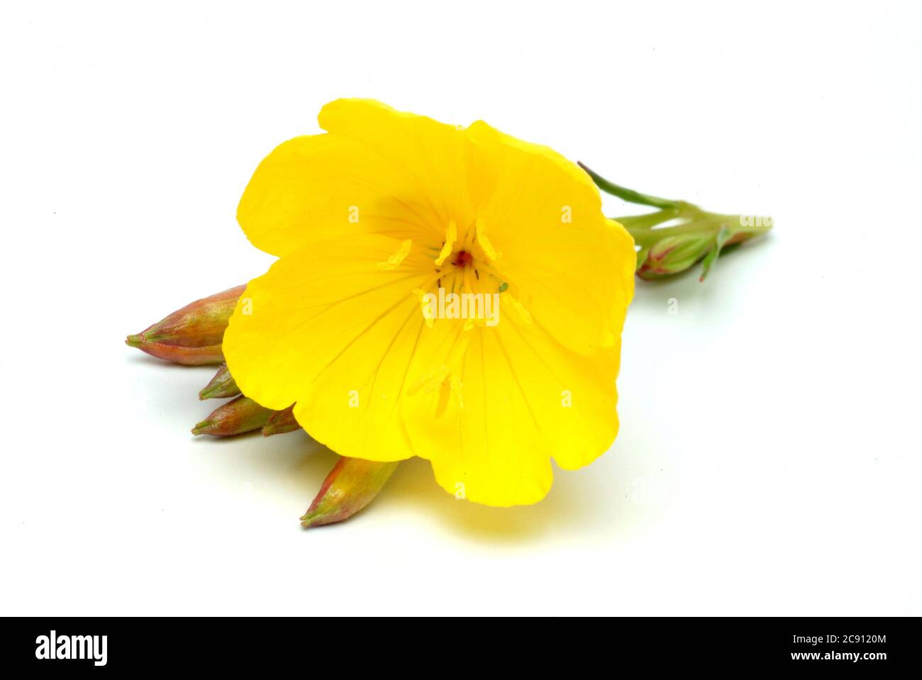 Primrose sera comune, Oenotera biennis.Heilpflanze. Pianta di petrolio. Applicazioni: Eczema, dermatite atopica, neuropatia diabetica, Mastodynia / , Geme Foto Stock