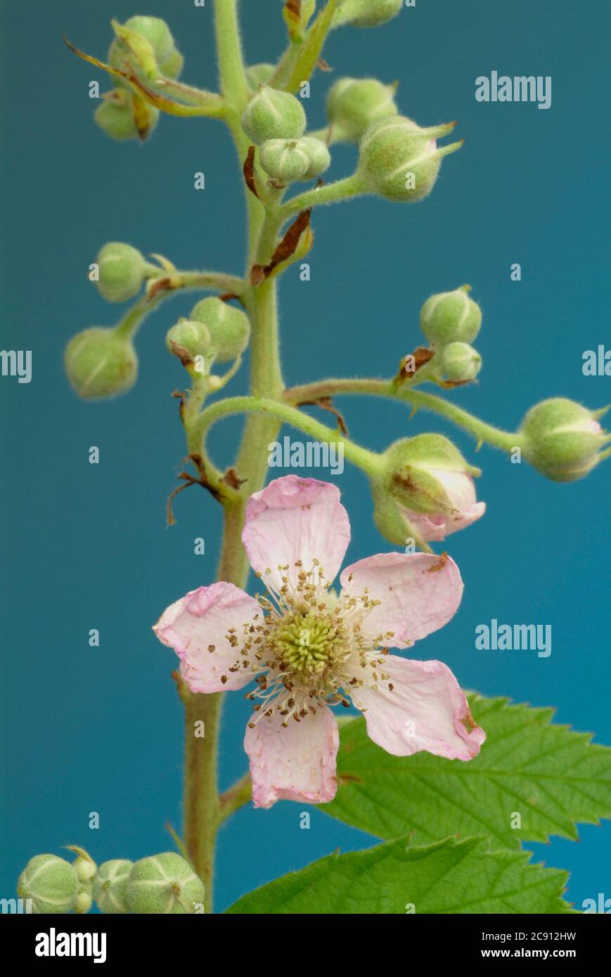 Foglie di mirtillo Blossoms di mirtillo, mirtillo di Vaccinium, regionale e mirtillo, mirtillo nero, mollo di mirtillo, Berry selvatico, brickbeere, Zeckbeer Foto Stock