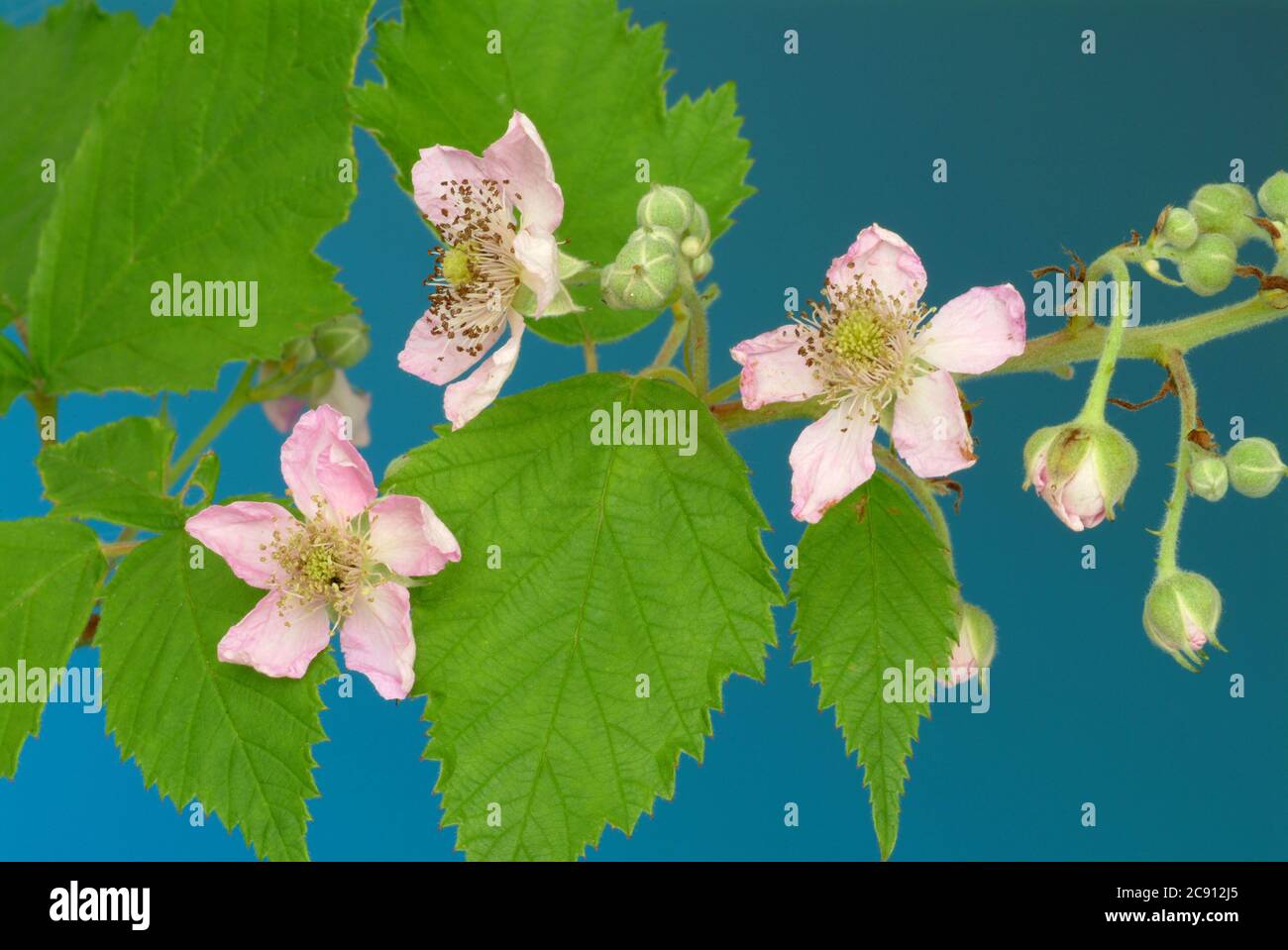 Foglie di mirtillo Blossoms di mirtillo, mirtillo di Vaccinium, regionale e mirtillo, mirtillo nero, mollo di mirtillo, Berry selvatico, brickbeere, Zeckbeer Foto Stock