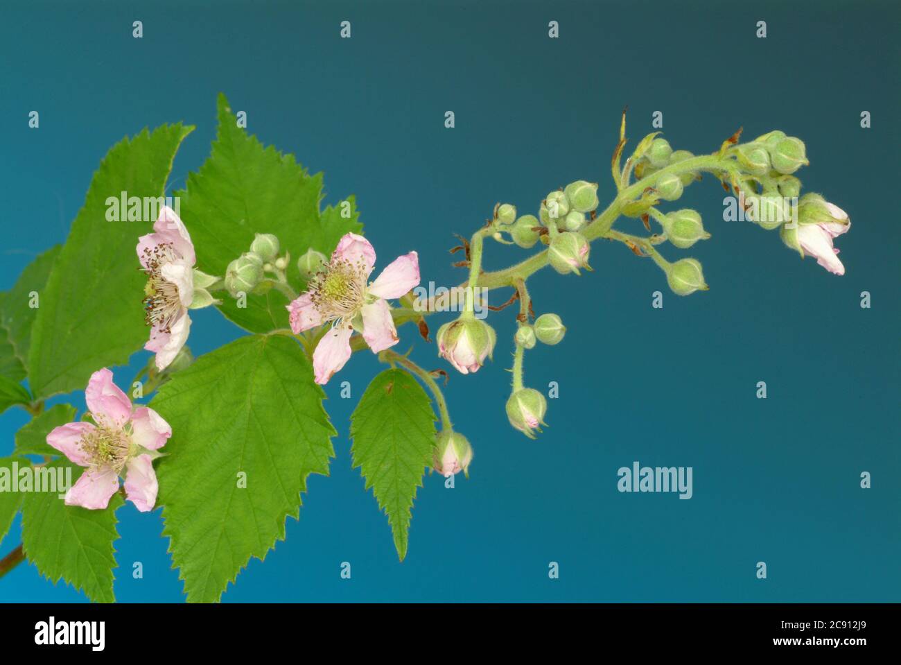 Foglie di mirtillo Blossoms di mirtillo, mirtillo di Vaccinium, regionale e mirtillo, mirtillo nero, mollo di mirtillo, Berry selvatico, brickbeere, Zeckbeer Foto Stock