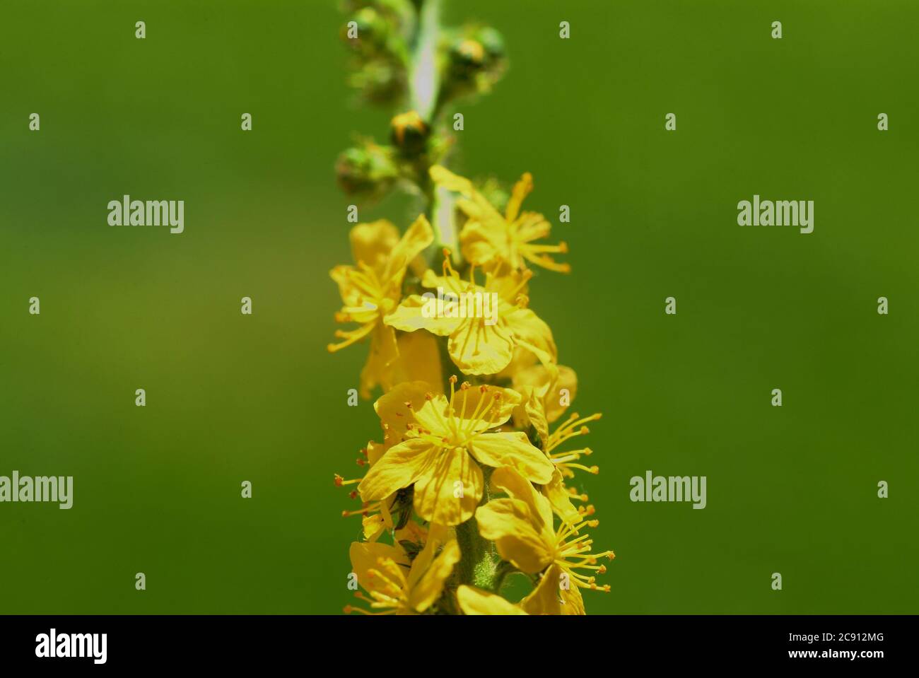 Agrimonia comune, Agrimonia eupatoria, anche arabile erba o Agrimonia. Pianta medicinale: I principi attivi sono nelle punte di germoglio fiorito e nel Foto Stock