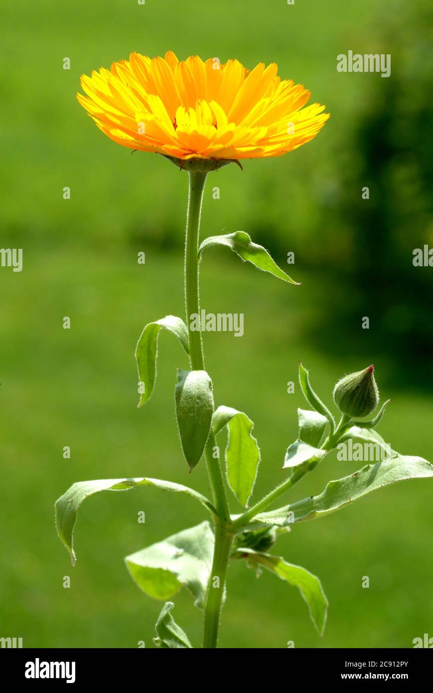 Marigold, Calendula officinalis. Farmaceuticamente si usano le teste di fiori essiccate. Il farmaco farmaceutico riduce l'infiammazione e promuove la forma Foto Stock