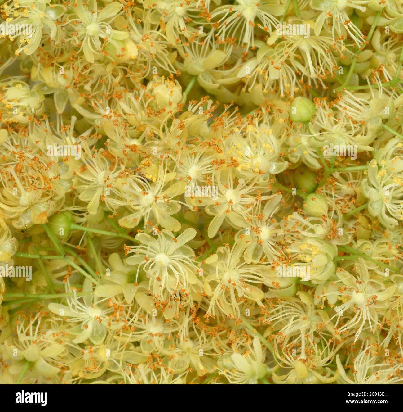 Linden fiorisce di tiglio estivo, Tilia platyphyllos, sono stati a lungo utilizzati come rimedio, e ancora oggi trovato come tale uso / , Lindenblueten der Somme Foto Stock
