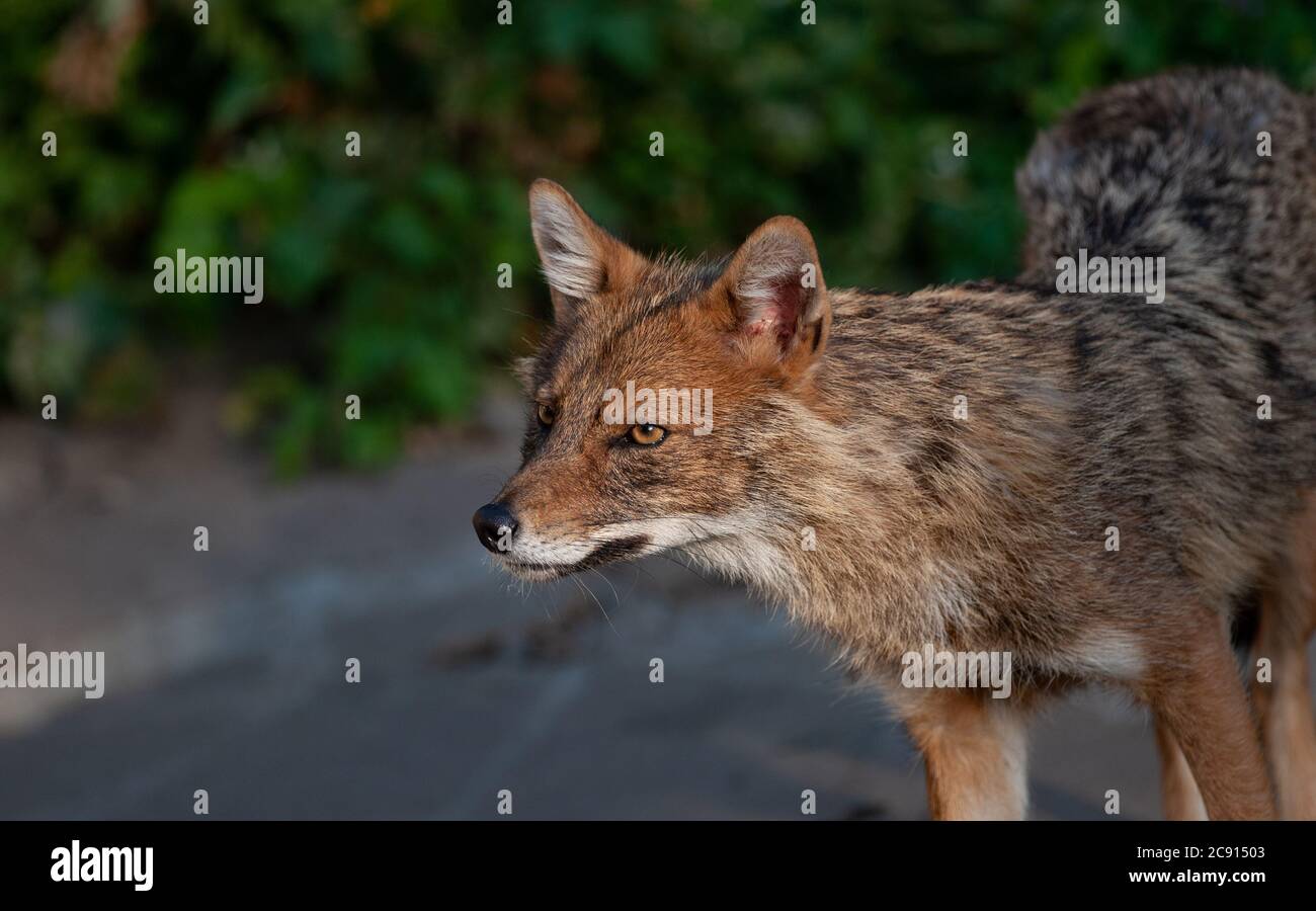 Bellissimo animale selvaggio. Western Coyote (Canis latrans) in posa in una giornata estiva. Foto Stock