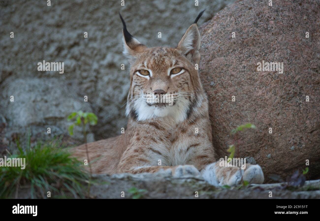 Lynx Eurasian Lynx guardando la macchina fotografica. Natura selvaggia e animali selvatici temi Foto Stock