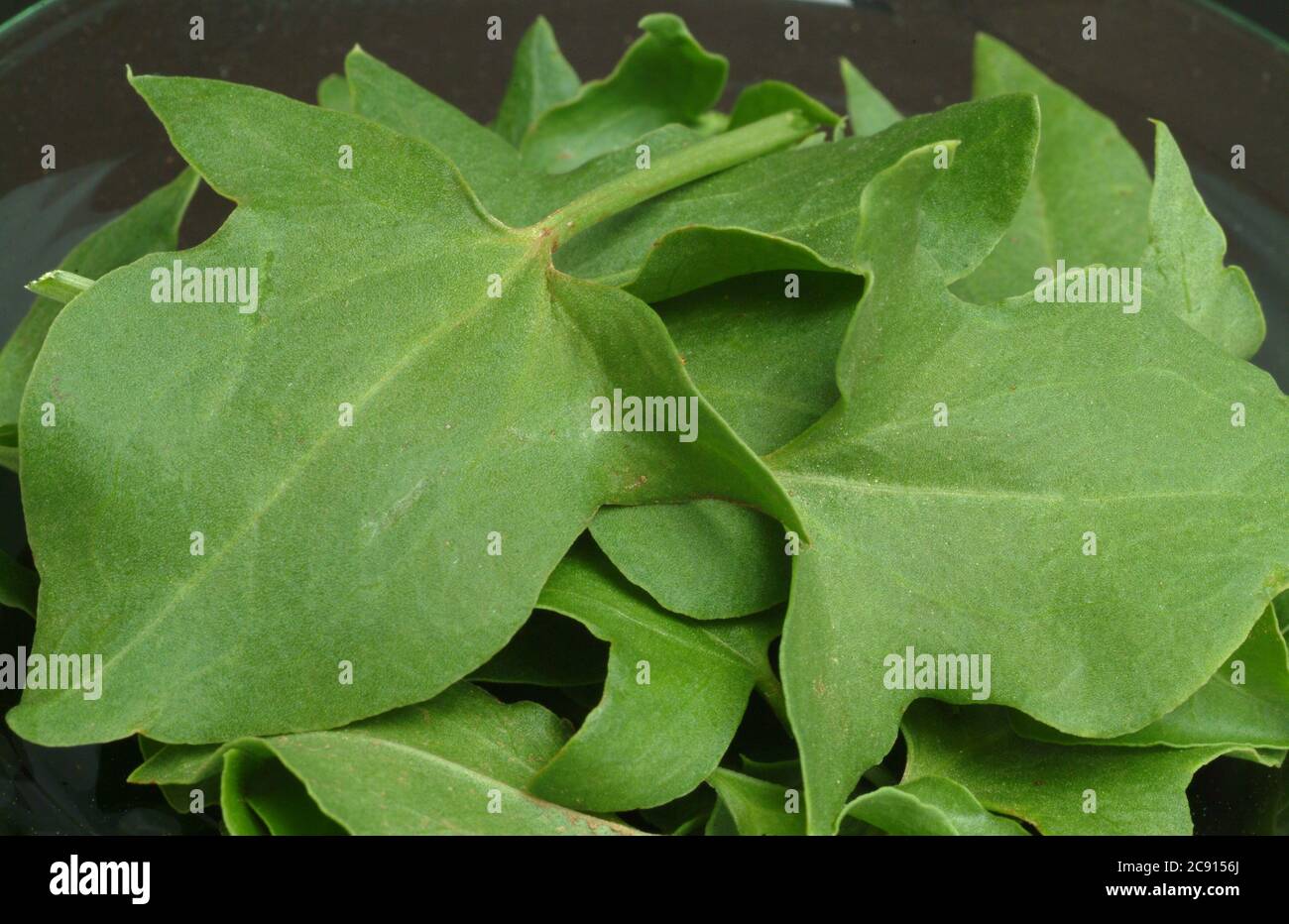 Scutatus Rumex. Lo scudo-dock è ricco di vitamina C e ossalato di calcio. Fu usato officinale, Herba romana. Viene anche utilizzato come spezie Foto Stock