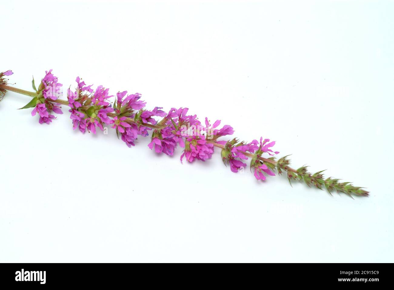 Loosegufe ordinario, Lythrum salicaria. La loosewlife è stata usata fin dai tempi antichi come pianta medicinale. Come rimedio fiori e il rizoma o Foto Stock