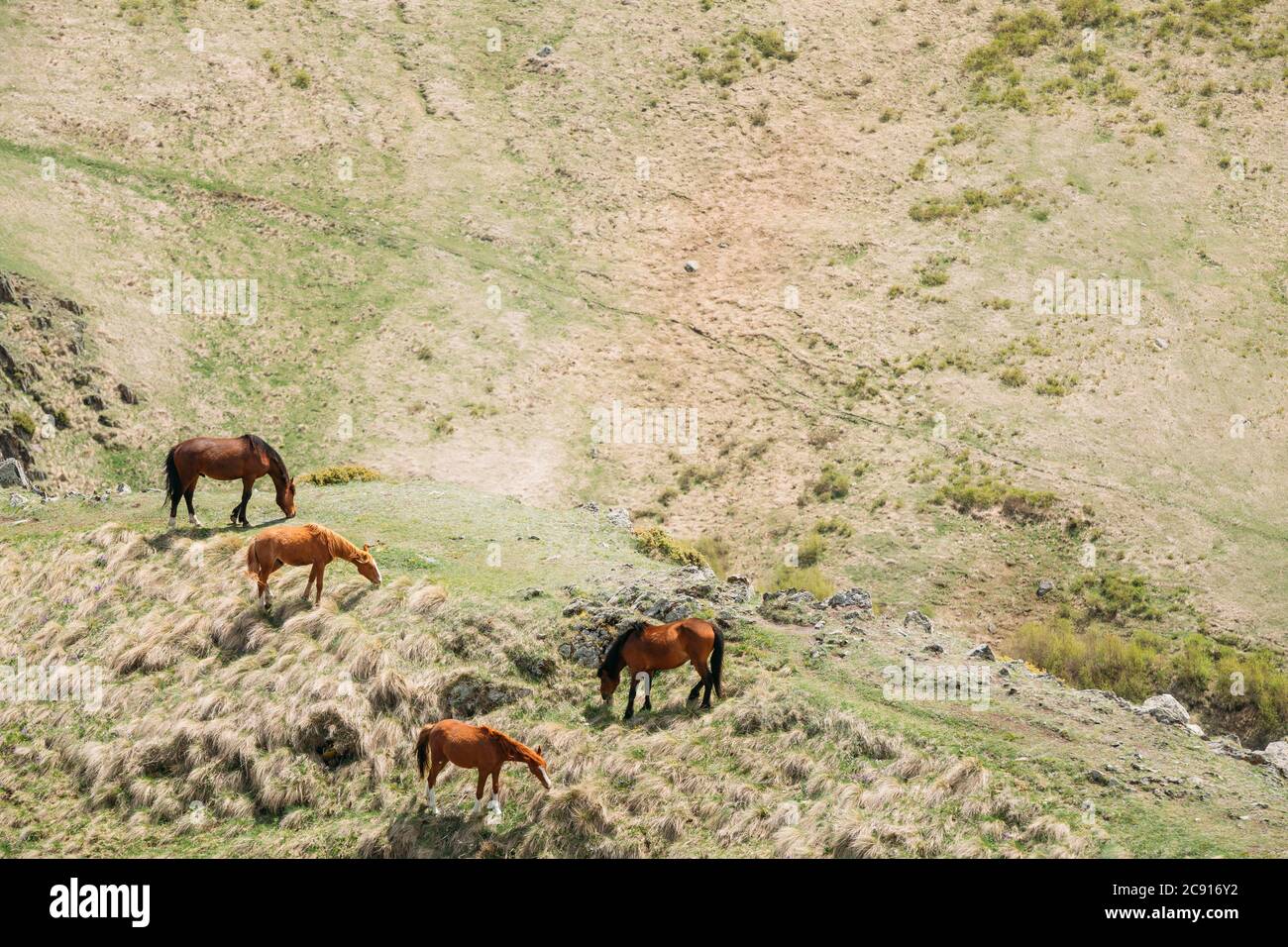 Cavalli che pascolano su Green Mountain Slope in primavera nelle montagne della Georgia Foto Stock