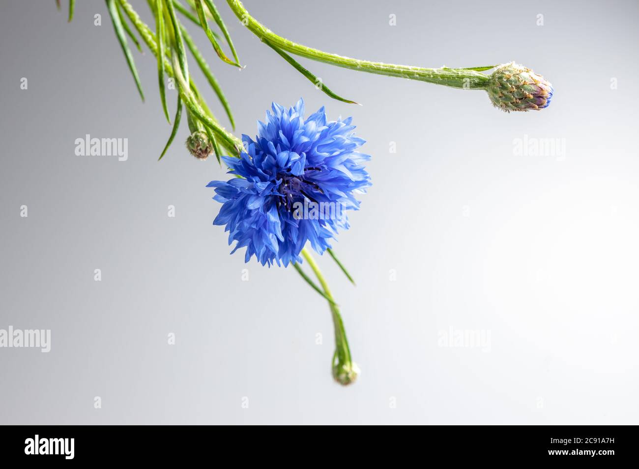 artistico cornflower appeso dall'alto, un fiore blu aperto e una testa di fiore chiusa su sfondo grigio chiaro Foto Stock