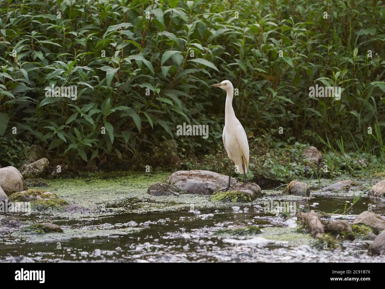 Ingrasso di bestiame giovanile, (Bubulcus ibis) che si nutre lungo un ruscello. Spagna. Foto Stock