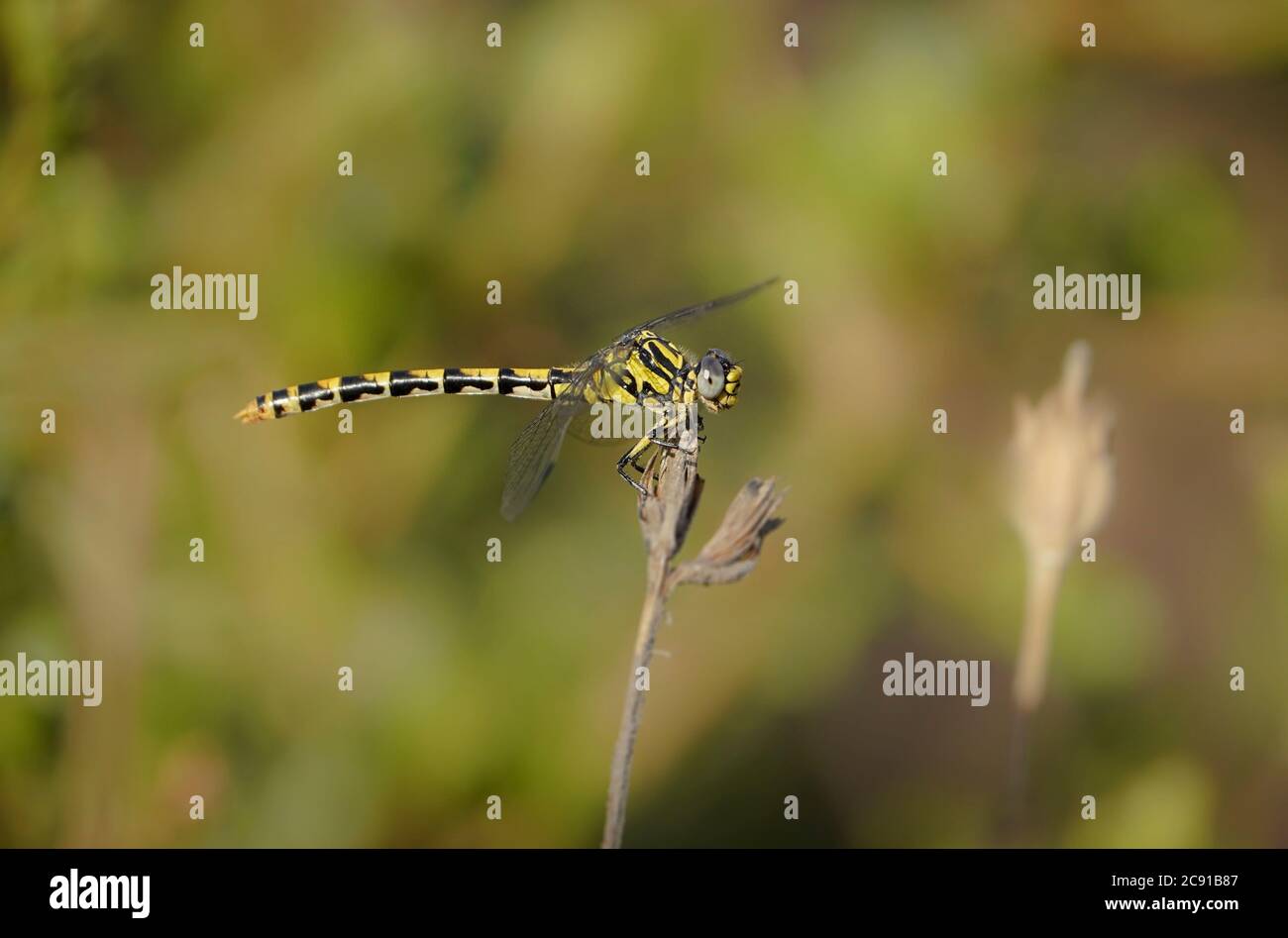 Grande coda di racchette o dragoncello con coda di racchetto con occhio blu, onichogomphus distolto su un ramo. Andalusia, Spagna. Foto Stock