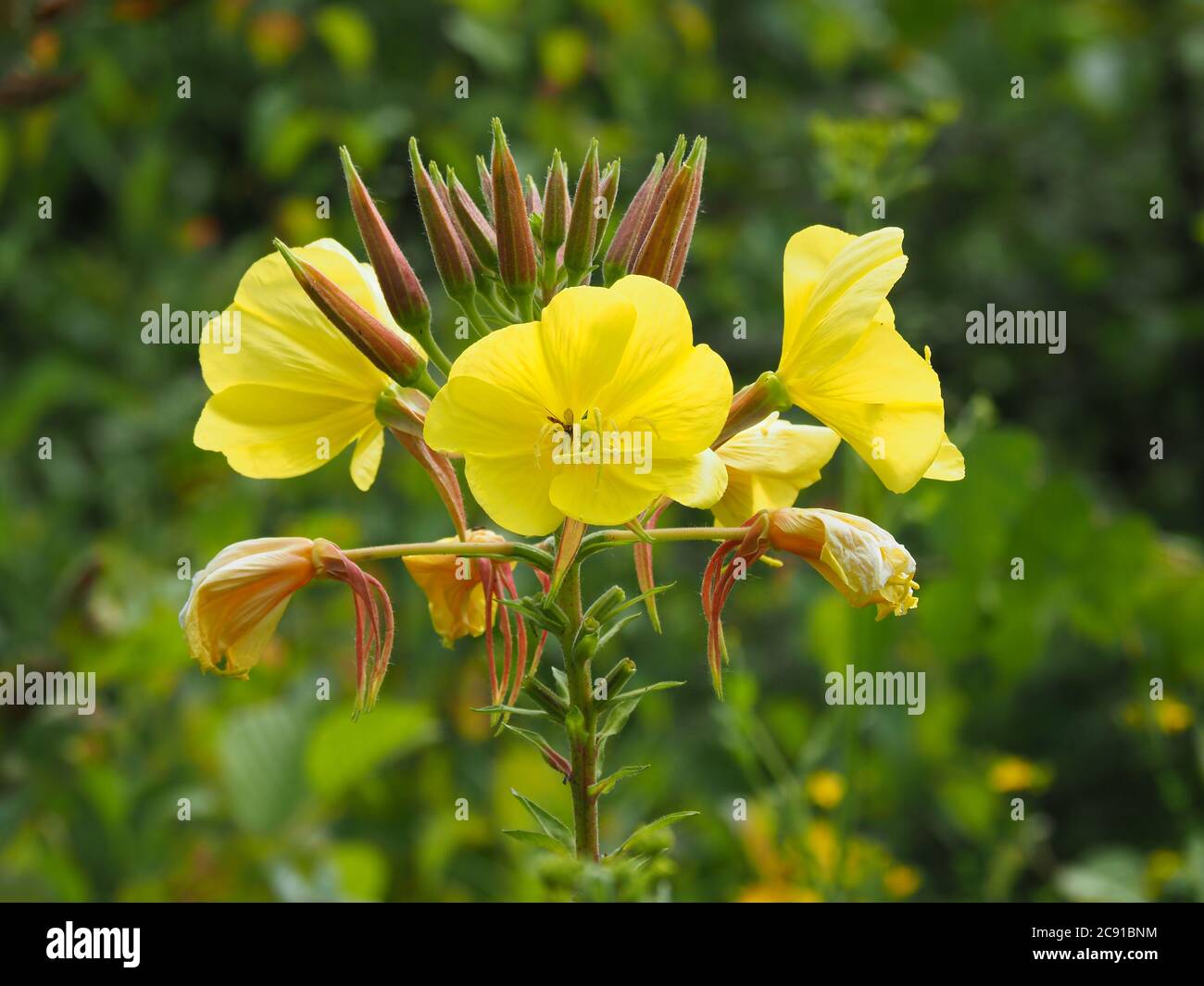 Fiori gialli e gemme su una pianta di Primrose sera, Oenotera biennis Foto Stock
