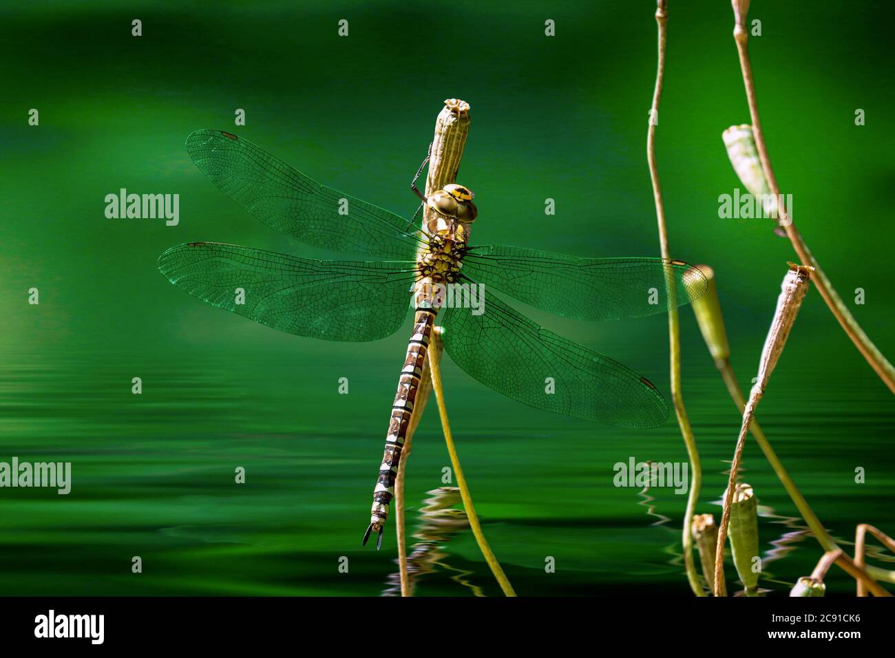 Brown Hawker Libellula Foto Stock