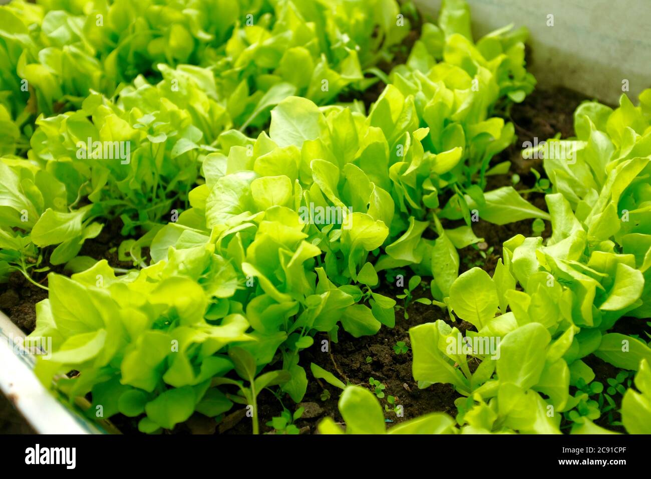 foglie di lattuga verde crescono sul letto del giardino. concetto di raccolta. sfocatura e messa a fuoco selettiva Foto Stock