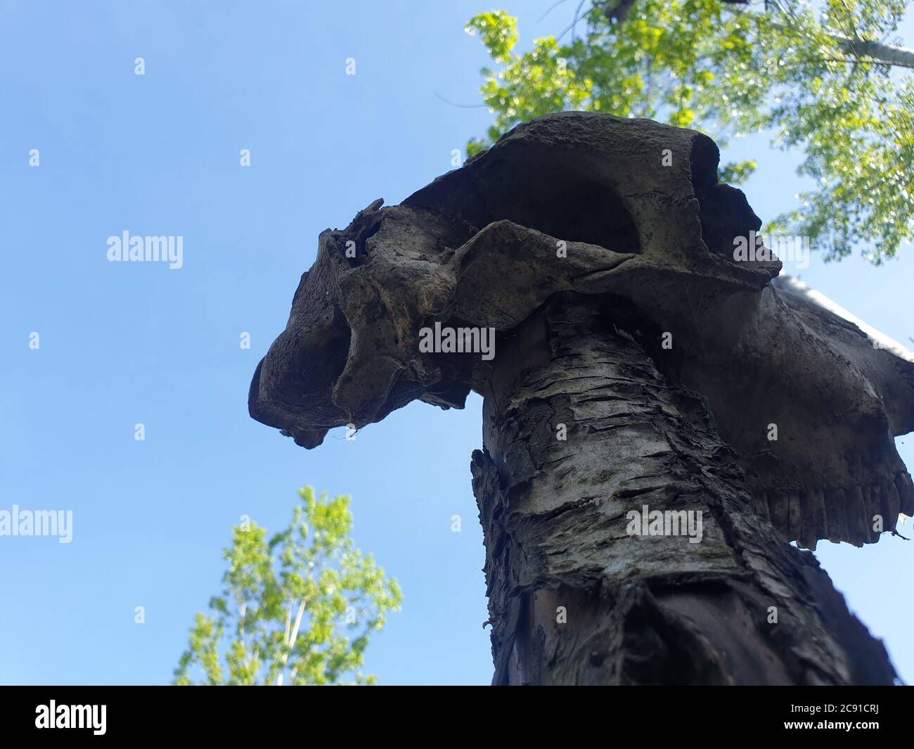 Ossa di Skulls animali ossa di Buffalo reale in vendita cranio animale reale in vendita l'uccello osseo e ossa cranio e crossbones simbolismo umano, jolly Roger Foto Stock