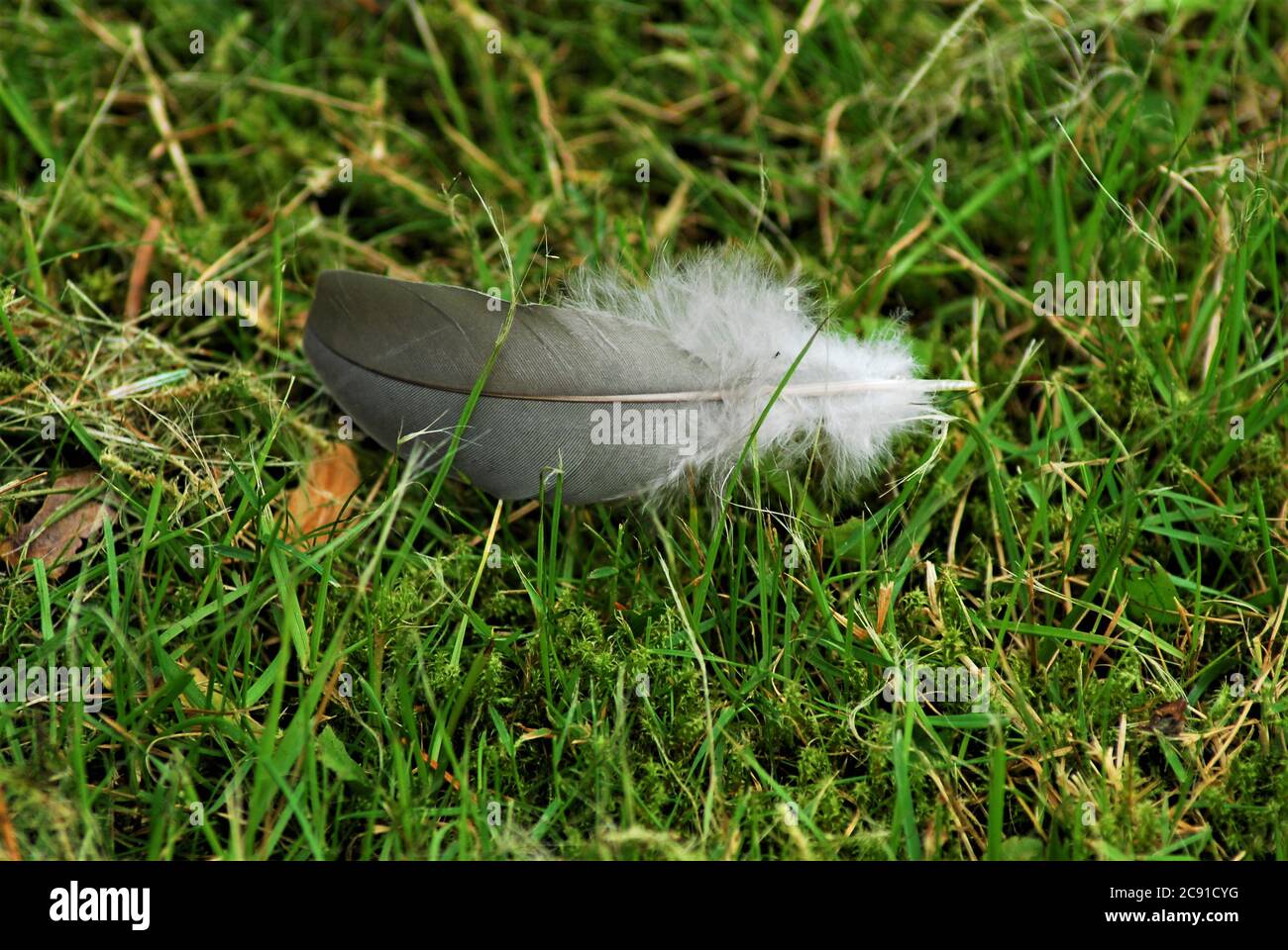 piuma grigia sull'erba verde da vicino Foto Stock