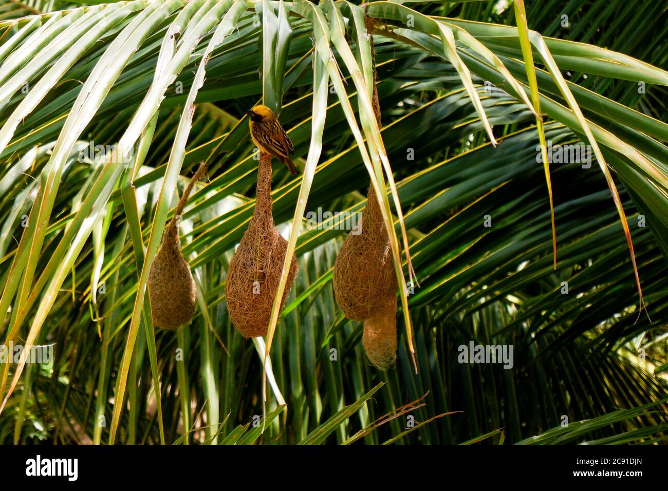 una vista closeup di uccello tessitore isolato su nido in palma Foto Stock
