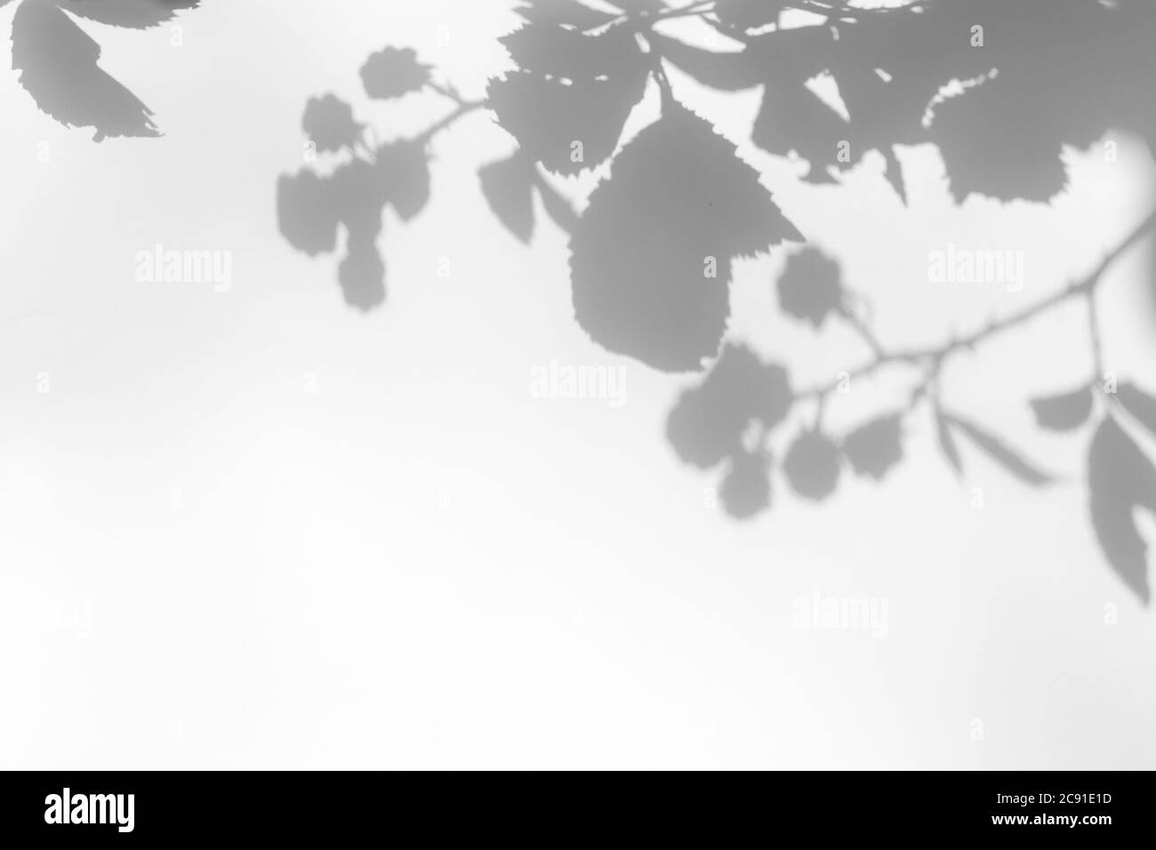 Ombra grigia di foglie di mora e bacche su una parete bianca. Astratto concetto di natura neutra sfondo sfocato. Spazio per il testo. Ombra per l. Naturale Foto Stock