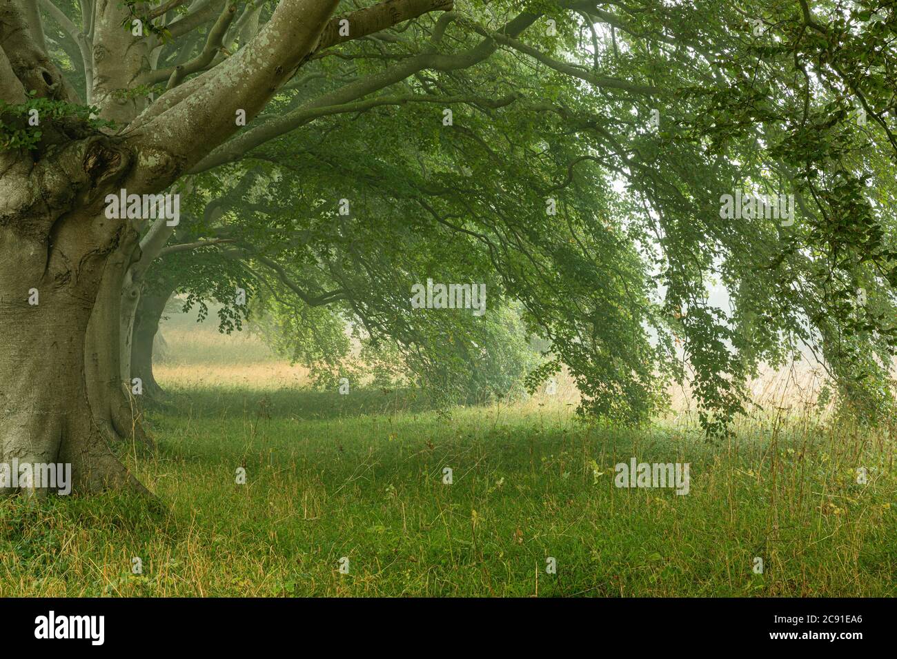 Faggio (Fagus Sylvatica) Avenue, Kingston Lacy, Wimborne, Dorset, Inghilterra Foto Stock