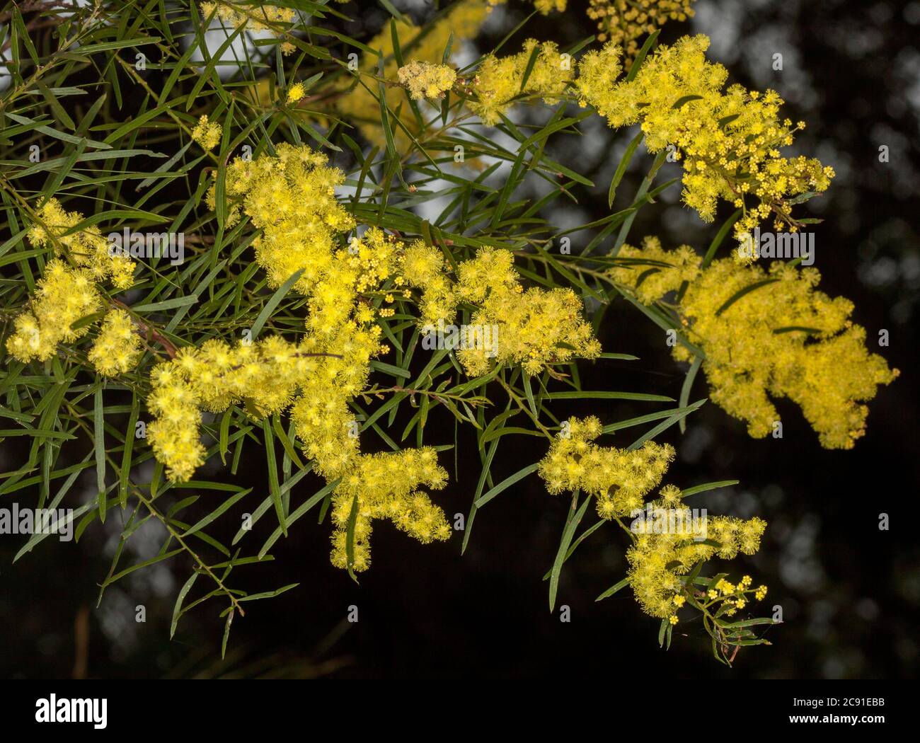 Gruppi di fiori gialli luminosi e fogliame di piante autoctone sempreverdi tolleranti alla siccità Acacia fimbriata, Brisbane Wattle, fiori selvatici australiani Foto Stock