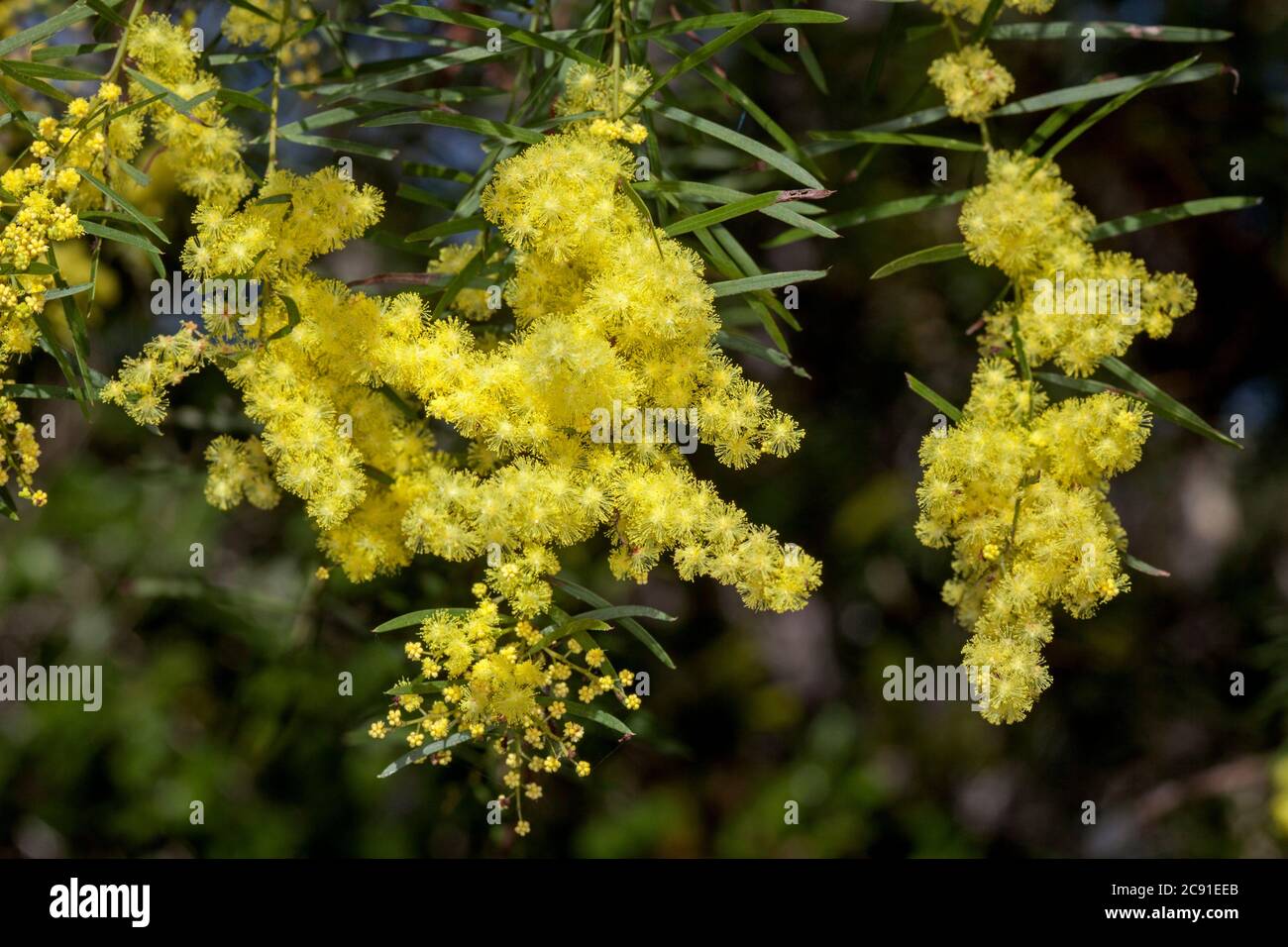 Gruppi di fiori gialli luminosi e fogliame di piante autoctone sempreverdi tolleranti alla siccità Acacia fimbriata, Brisbane Wattle, fiori selvatici australiani Foto Stock
