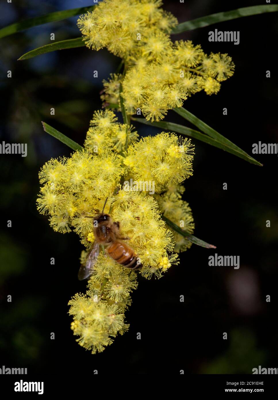 Fimbriata di acacia, Brisbane Wattle, con api tra grappoli di fiori gialli luminosi di piante autoctone sempreverdi tolleranti alla siccità, fiori selvatici australiani Foto Stock