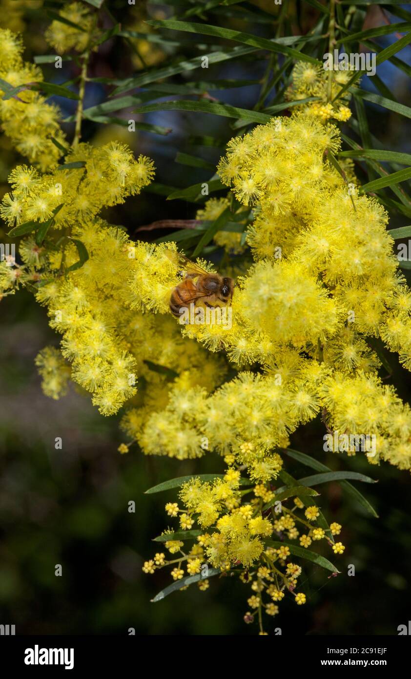 Fimbriata di acacia, Brisbane Wattle, con api tra grappoli di fiori gialli luminosi di piante autoctone sempreverdi tolleranti alla siccità, fiori selvatici australiani Foto Stock