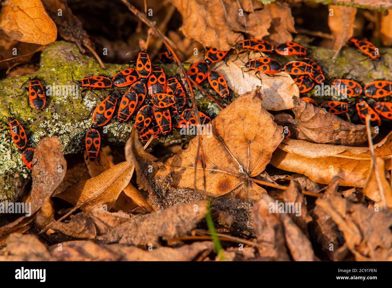 Firebug, bug, Pirrhocoridae, Pentatomomorfa, macro foto Foto Stock