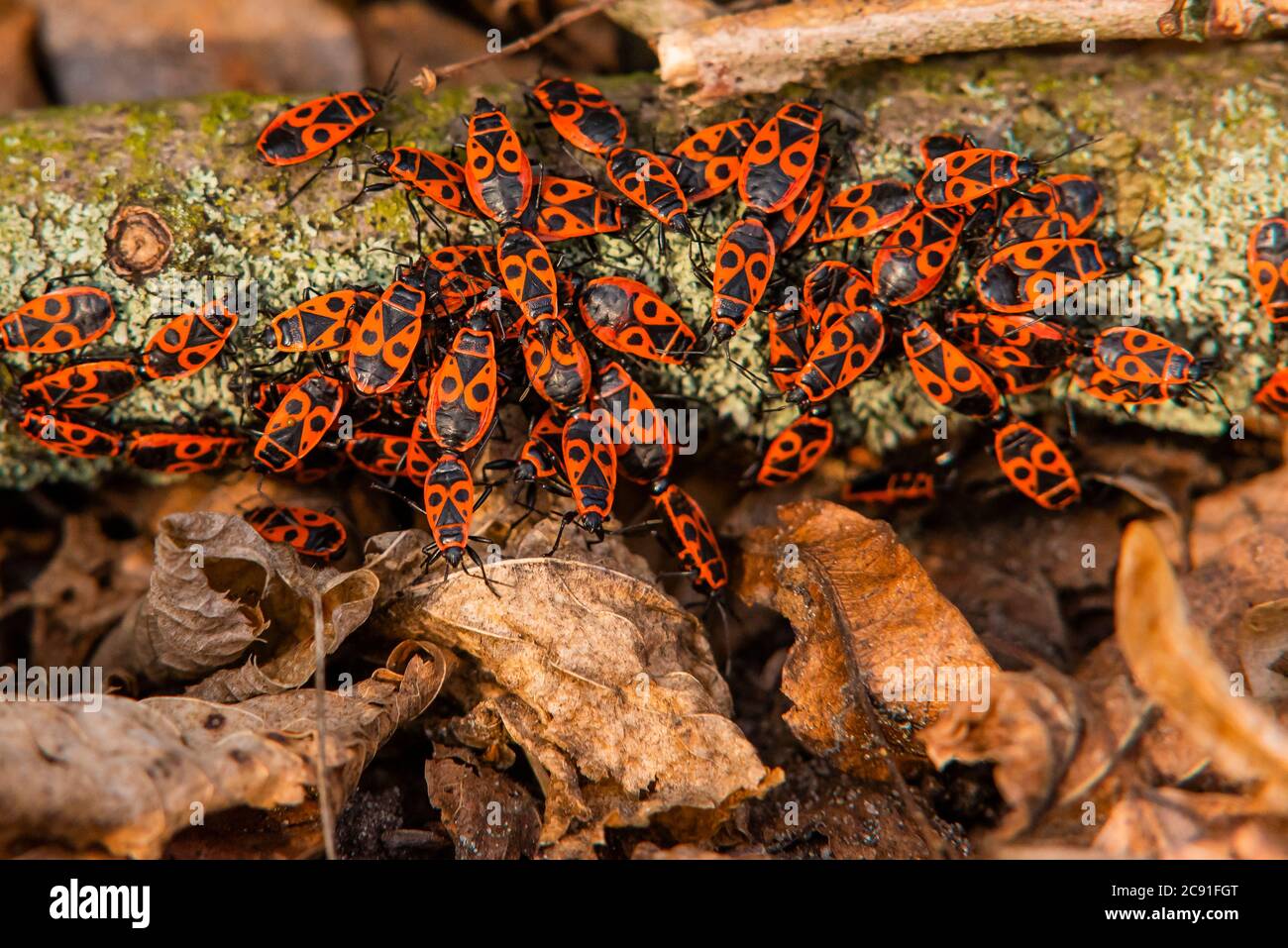 Firebug, bug, Pirrhocoridae, Pentatomomorfa, macro foto Foto Stock