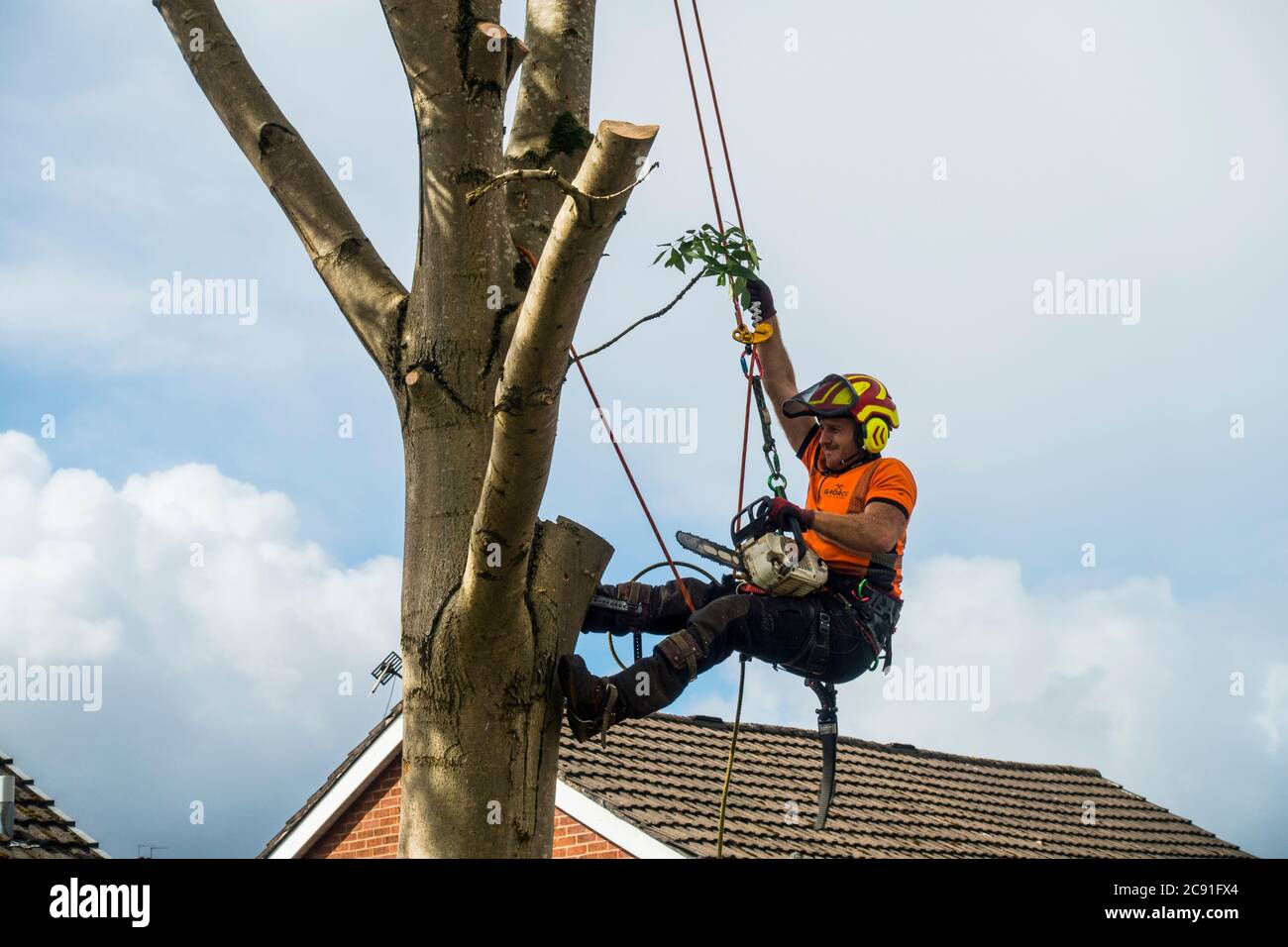 Il chirurgo dell'albero che taglia giù un albero su una proprietà di alloggiamento, Manchester grande, Inghilterra, Regno Unito. Foto Stock