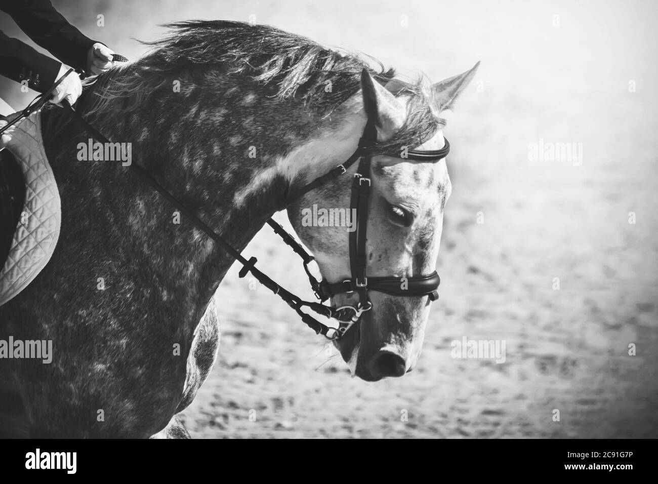 Immagine in bianco e nero di una mela grigia sportiva con un cavaliere in sella, illuminata dalla luce solare. Foto Stock