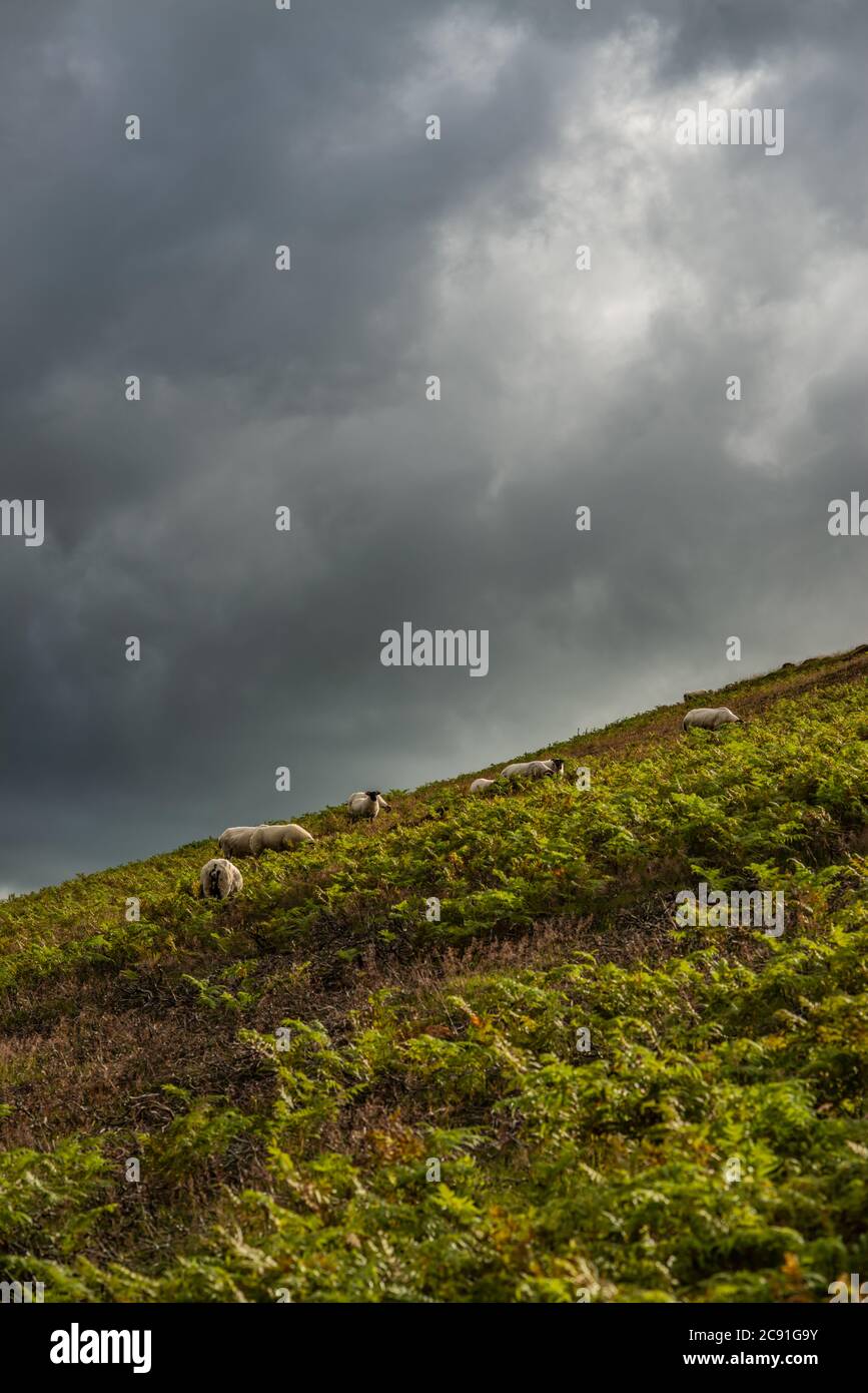 Vista dei cieli e delle pecore spettacolari su una collina lungo il sentiero John Buchan Way Walking Trail nei confini scozzesi Foto Stock