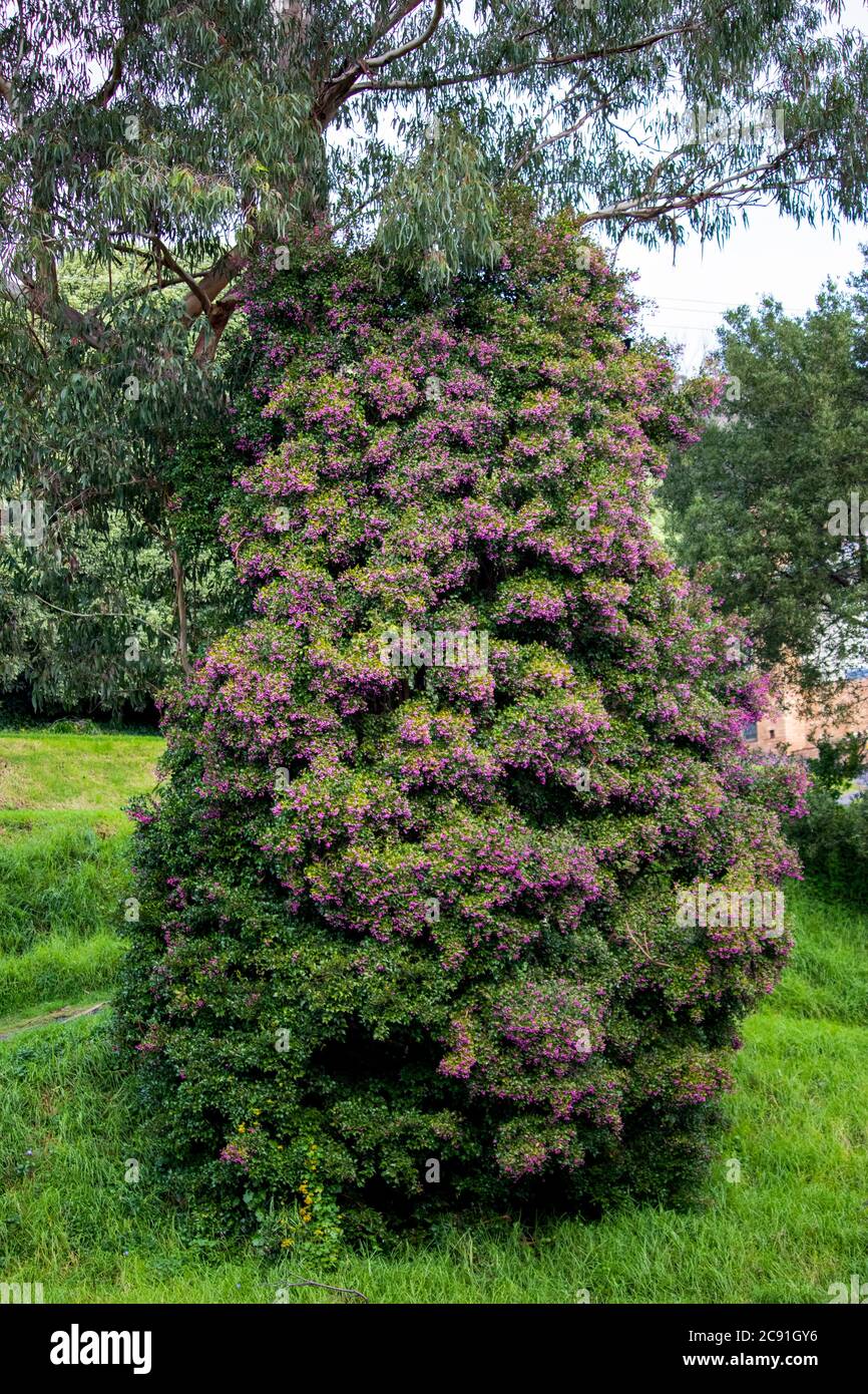 Grande albero boscio con fiori viola in un parco naturale Foto Stock