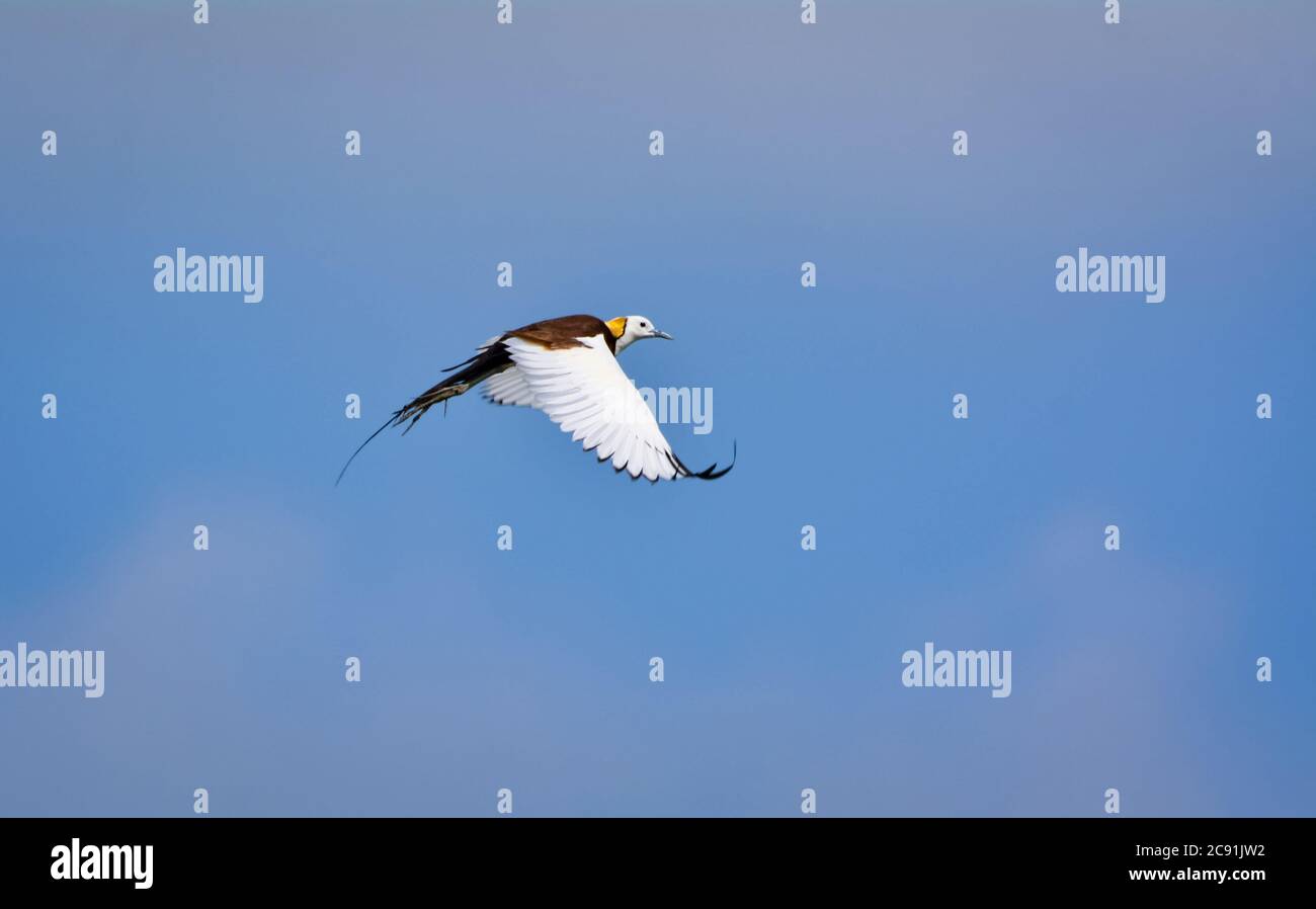 La jacana con coda di fagiano ha punte allungate e chiodi che permettono loro di camminare sulla vegetazione galleggiante in laghi poco profondi Foto Stock