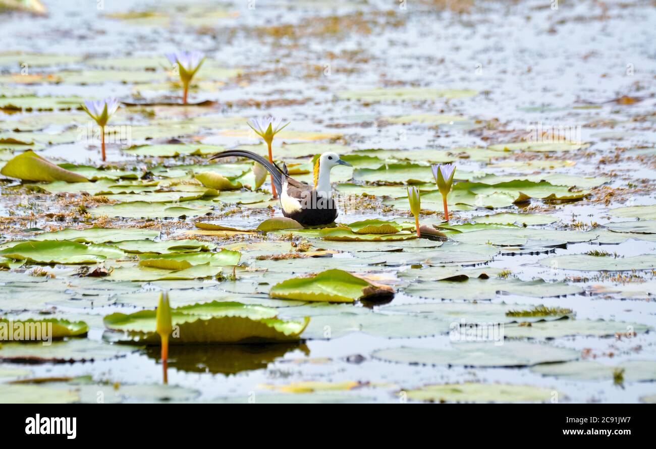 La jacana con coda di fagiano ha punte allungate e chiodi che permettono loro di camminare sulla vegetazione galleggiante in laghi poco profondi Foto Stock