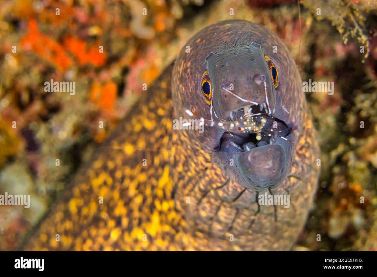 Moray gigante con pulitore gamberi, anguilla Moray, Gymnotorax javanicus, commensal gamberi, Palaemonidae, Lembeh, Sulawesi del Nord, Indonesia, Asia Foto Stock