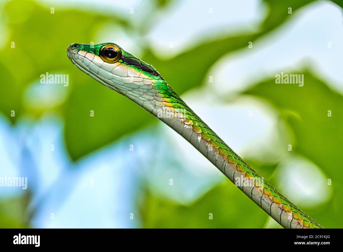 Serpente di pappagallo, serpente di pappagallo satinato, depressirostris di Leptophis, foresta tropicale, Parco Nazionale di Corcovado, Area di conservazione di Osa, Penisola di Osa, costo Foto Stock