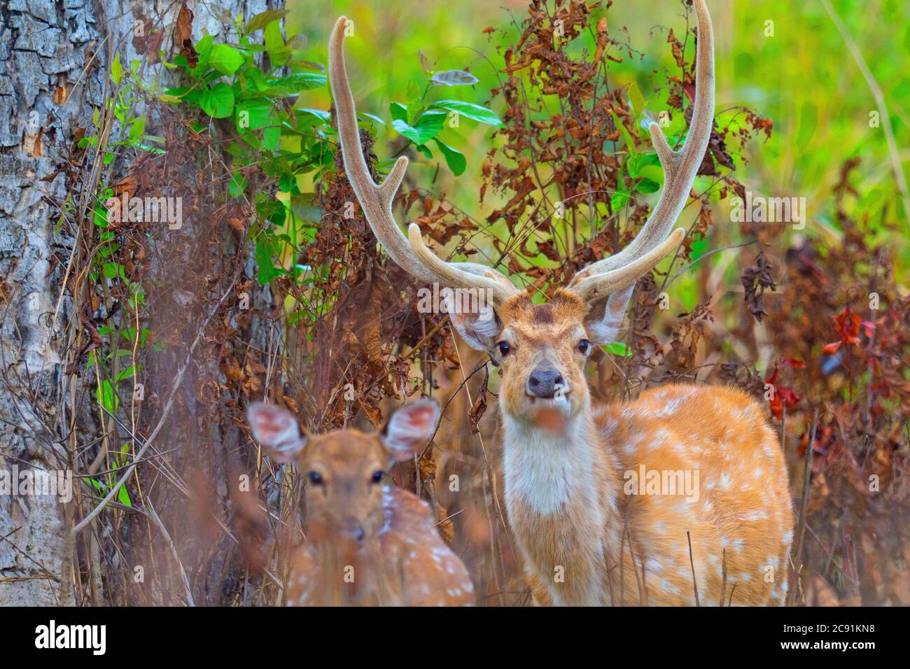 Cervi spotted, Cheetal, asse asse asse, asse Deer, Royal Bardia National Park, Bardiya National Park, Nepal, Asia Foto Stock